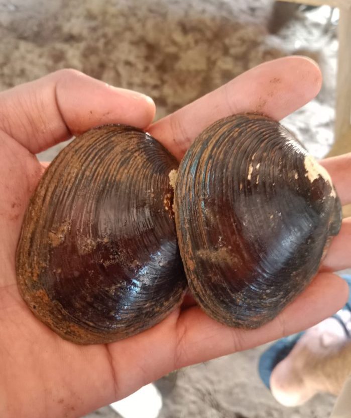 Kerang Kepah atau dikenal dengan biakole