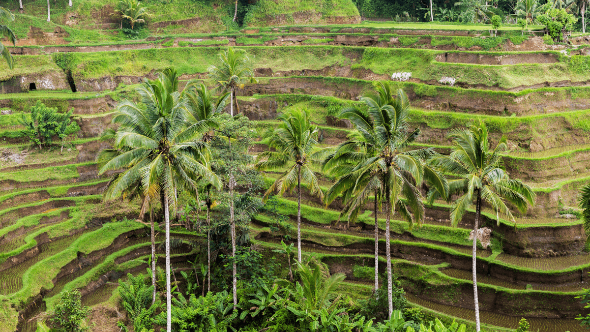 Subak