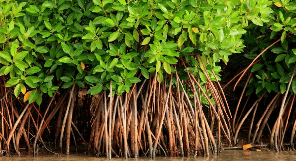 mangrove.png