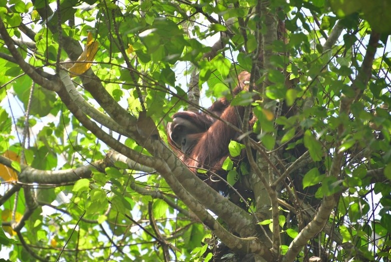 Orang Utan Sumatera
