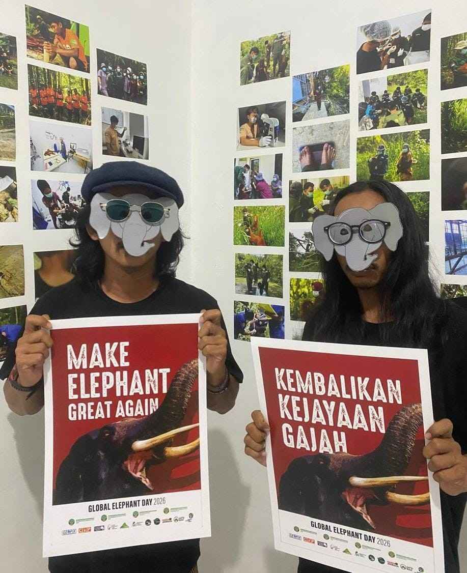 Kampanye gajah