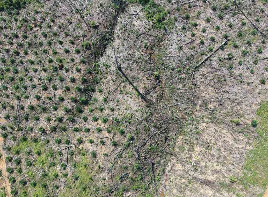 deforestasi di Bentang Seblat