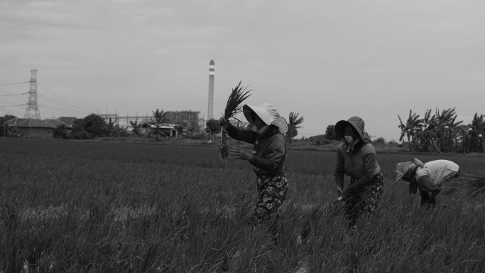 Petani merawat sawah dengan latar PLTU Indramayu 1 di Kampung Pulo Manuk, Desa Mekarsari, Kecamatan Patrol, Indramayu, Jawa Barat, 23 Desember 2024. (Foto: Prima Mulia/BandungBergerak)