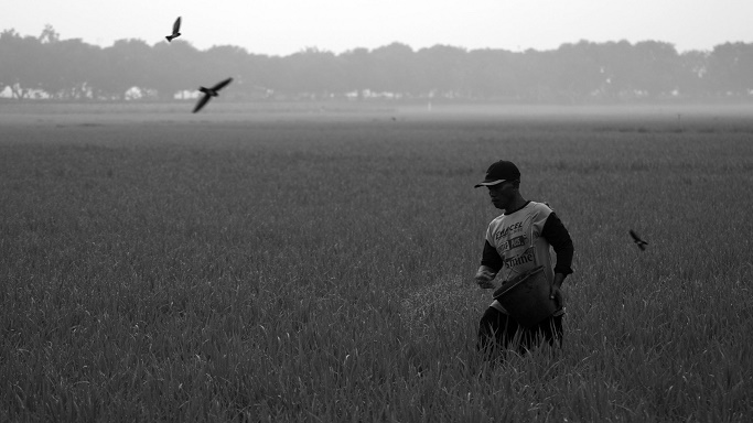 Petani menebar pupuk di sawah sekitar area PLTU Indramayu 1 di Kampung Pulo Manuk, Desa Mekarsari, Kecamatan Patrol, Indramayu, Jawa Barat, 23 Desember 2024. (Foto: Prima Mulia/BandungBergerak)