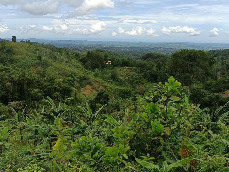 Bagian petak 93 dari Hutan  Pasir Piring yang dijadikan lokasi HTE untuk memasok biomassa. Foto: Rohman/Law-justice