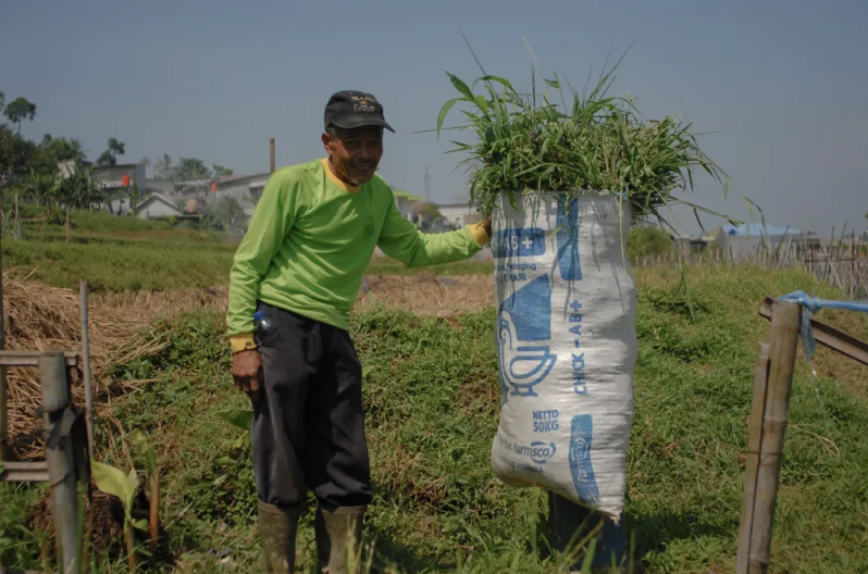 Misbah dengan hasil sekarung rumput liar dengan berat mencapai puluhan kilogram. (Foto: Rangga Firmansyah/harnas.id)