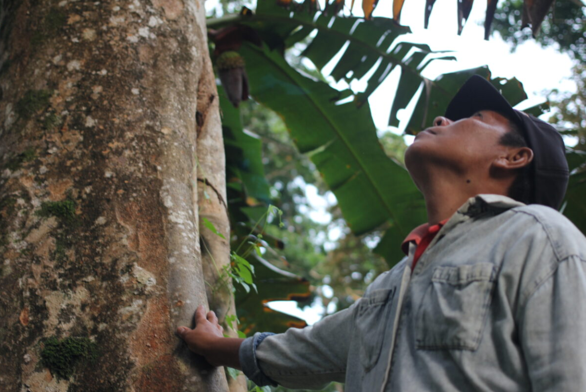 Pohon merbau, yang banyak hidup di Pulau Enggano. Foto: Elviza Diana/Mongabay Indonesia