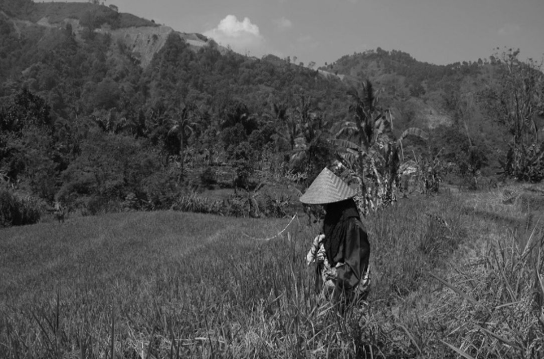 Sawah menguning