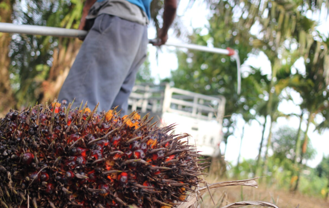 Warga mulai ada tanam sawit mencapai 30 hektar tersebar di beberapa desa di Pulau Enggano. (Foto: Elviza Diana/Mongabay Indonesia)