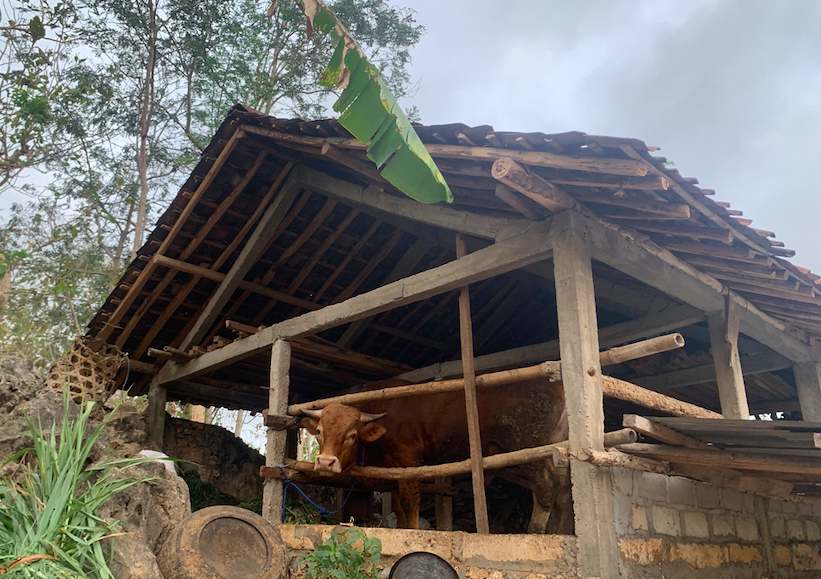 Kandang sapi (Foto Triyo Handoko)
