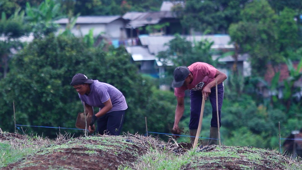  Petani membuka lahan mencangkul tanah  