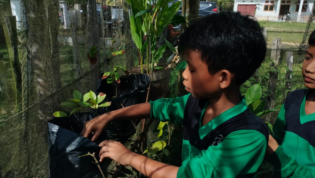 Seorang murid menunjukkan bibit tanaman tampoi yang dirawat di SD Negeri 67 Muaro Sekalo, Tebo, Jambi. Jika sudah cukup tinggi, tanaman endemik itu akan dipindahkan ke hutan sekolah. (Foto: Independen/M Sobar Alfahri)