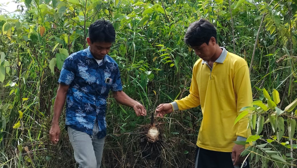 Warga menunjukkan sisa tanaman kelapa sawit yang dimakan gajah di Desa Semambu, Tebo, Jambi. (Foto: Independen/ M Sobar Alfahri)