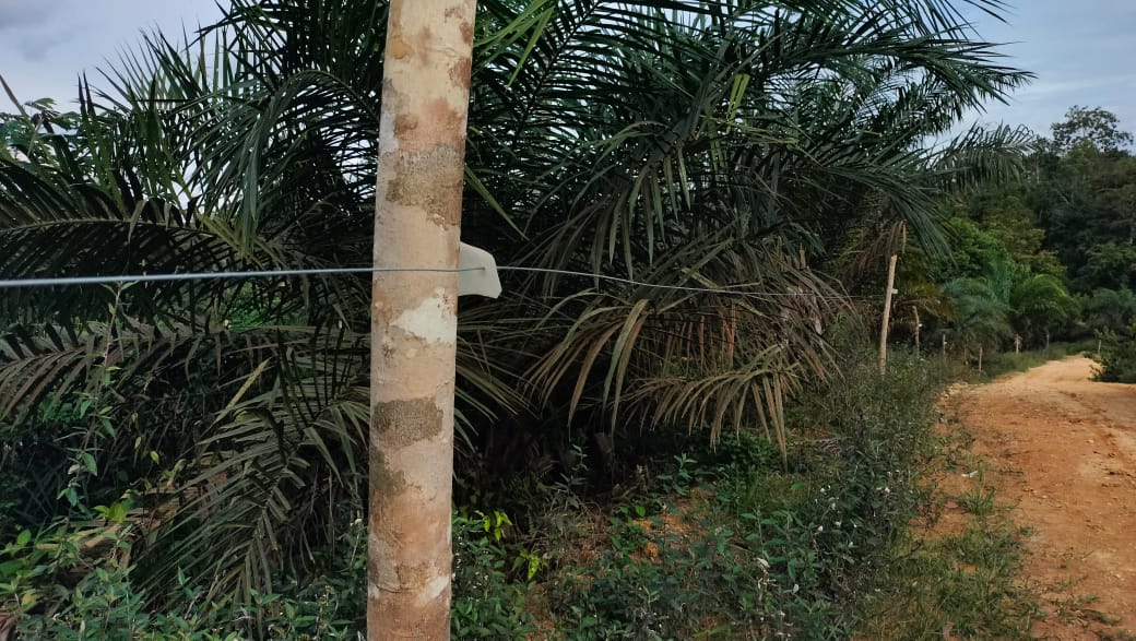 Pagar kawat listrik yang dipasang mengelilingi perkebunan kelapa sawit di desa penyangga Taman Nasional Bukit Tigapuluh, Tebo, Jambi. (Foto: M Sobar Alfahri)
