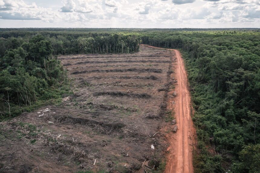 Hutan bekas projek MIFE milik perusahaan Arifin Panogoro Medco di Merauke- Jubi/ist