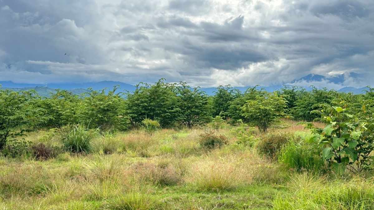 Sawah warga yang ditumbuhi semak belukar di Gampong Beuringen, Kecamatan Meurah Dua, Pidie Jaya. (Foto: AJNN/Irfan Habibi) 