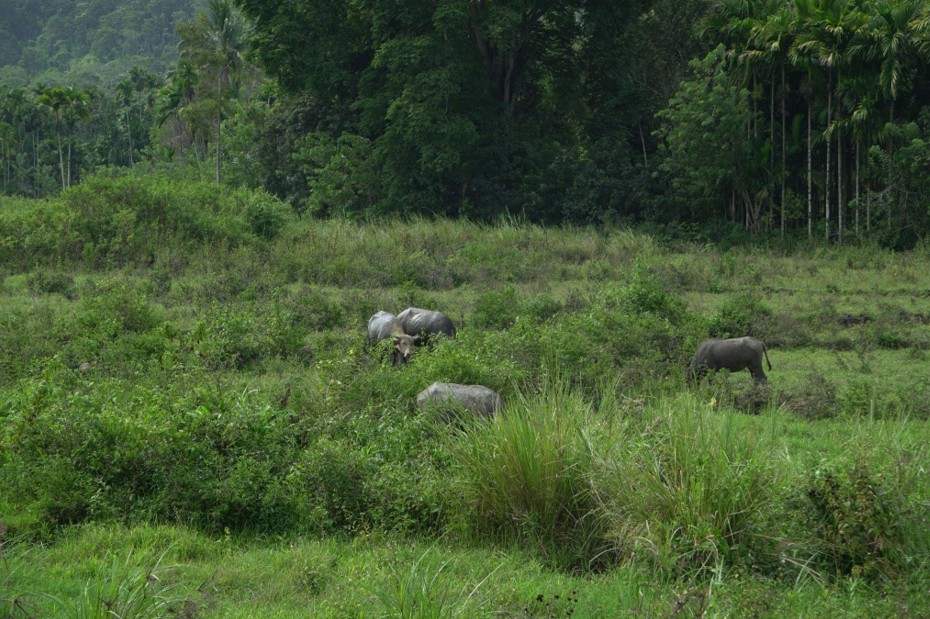 Kondisi sawah yang sudah ditanami rumput dan semak pasca bencana di Kecamatan Beutong Ateuh Banggalang, Kabupaten Nagan Raya, Kamis (8/10/2026). Foto: (Mardili/Bithe.co) Salinan ini telah tayang di https://www.bithe.co/news/suara-air-yang-dirindukan-petani-beutong-ateuh/index.html#google_vignette.