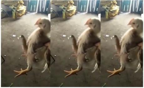 Ayam memiliki penis mirip manusia. 