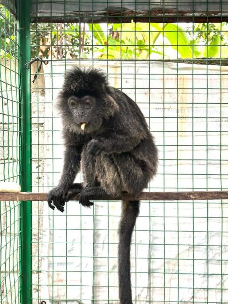 Lutung Jawa ( Foto: BKSDA Kediri)