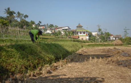 Misbah saat menggambil rumput di salah satu Sawah milik Warga Kp. Pasir Purut/Rangga Firmansyah/harnas.id
