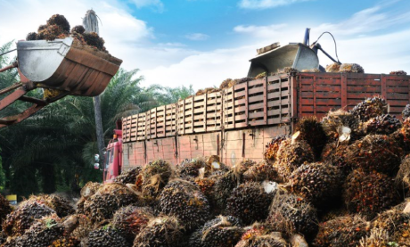 Produksi sawit di Indonesia