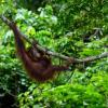 Orang Utan